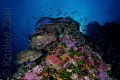   Living Reef  